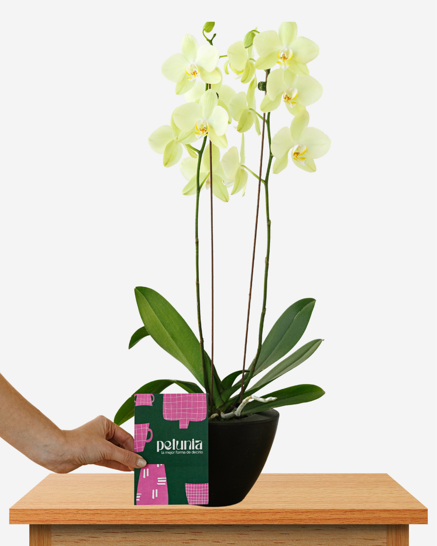 Orquídea Amarilla