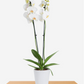 Orquídea Blanca