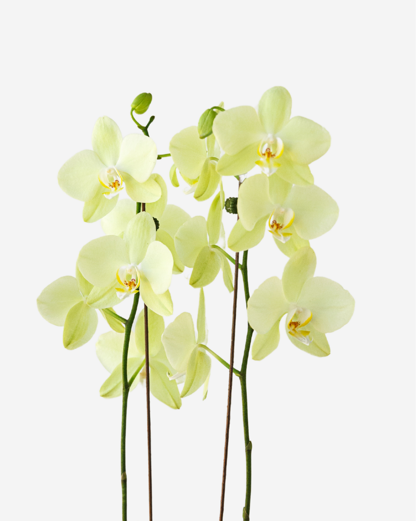 Orquídea Amarilla